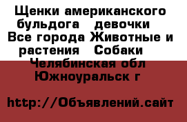 Щенки американского бульдога ( девочки) - Все города Животные и растения » Собаки   . Челябинская обл.,Южноуральск г.